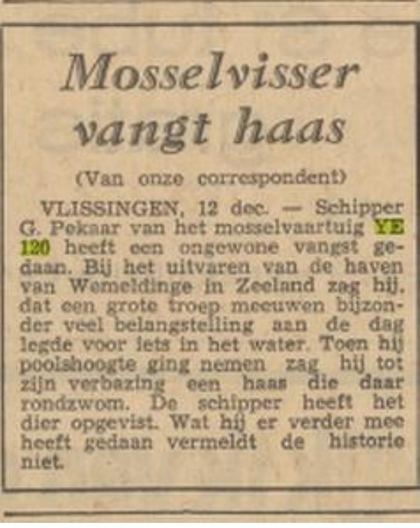 Krantenknipsel: “Mosselvisser vangt haas” — schipper G. Pekaar, YE-120